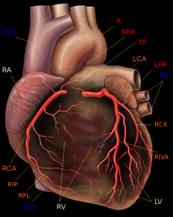 „Human heart with coronary arteries new“ von Patrick J. Lynch (1999), modified by Christian 2003 - Yale University - School of medicine. Lizenziert unter Creative Commons Attribution 2.5 über Wikimedia Commons - http://commons.wikimedia.org/wiki/File:Human_heart_with_coronary_arteries_new.png#mediaviewer/Datei:Human_heart_with_coronary_arteries_new.png