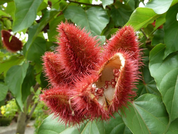 Annatto-Frucht (Bixa orellana)