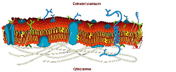 aufbau von Zellmembranen